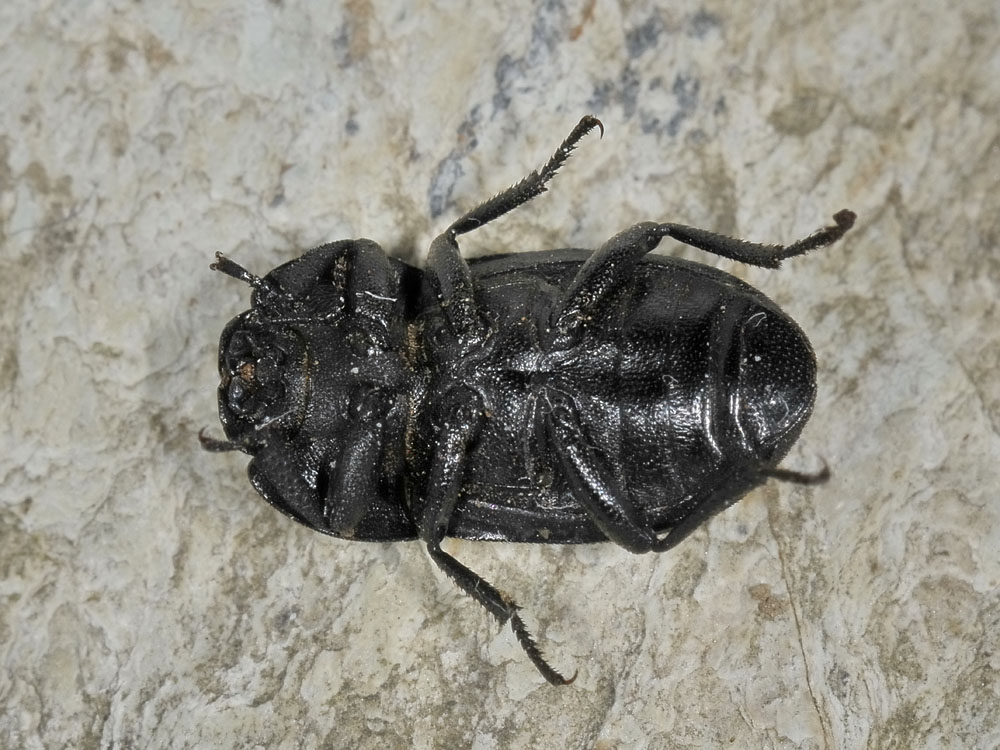 Opatrum sabulosum ssp. sabulosum (Tenebrionidae)